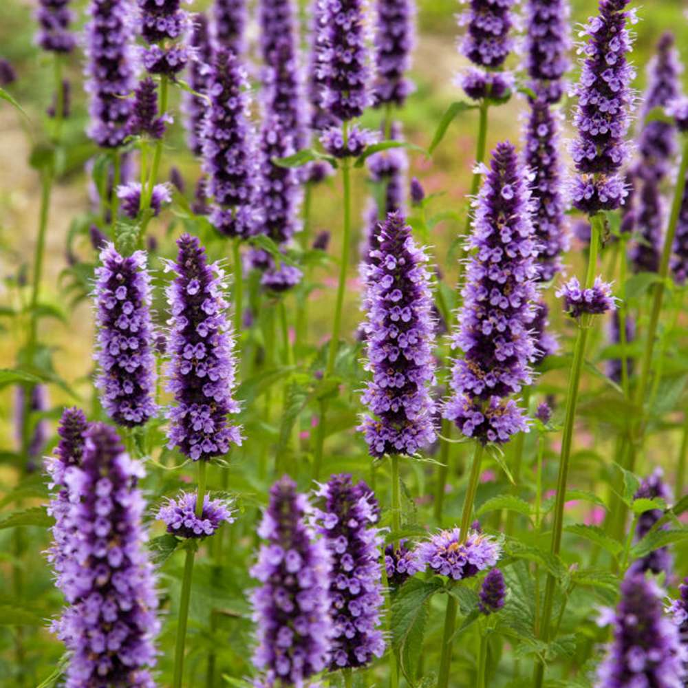 Indianermynte 'Black Adder'